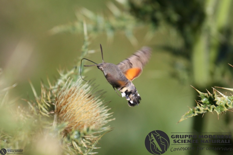 Macroglossum stellatarum8.JPG