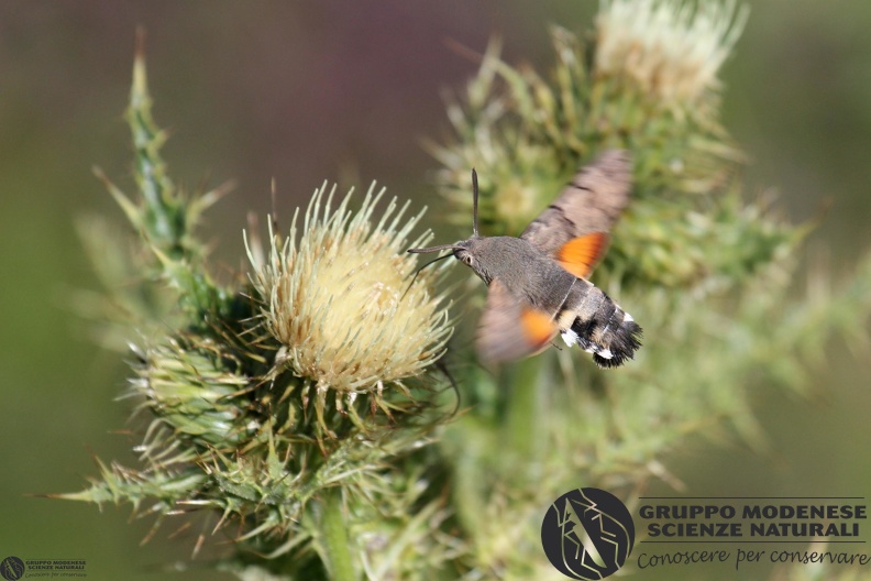 Macroglossum stellatarum9.JPG