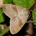 Macrothylacia rubi female