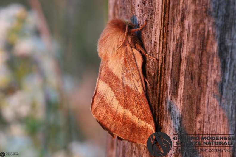 Malacosoma castrensis female.JPG