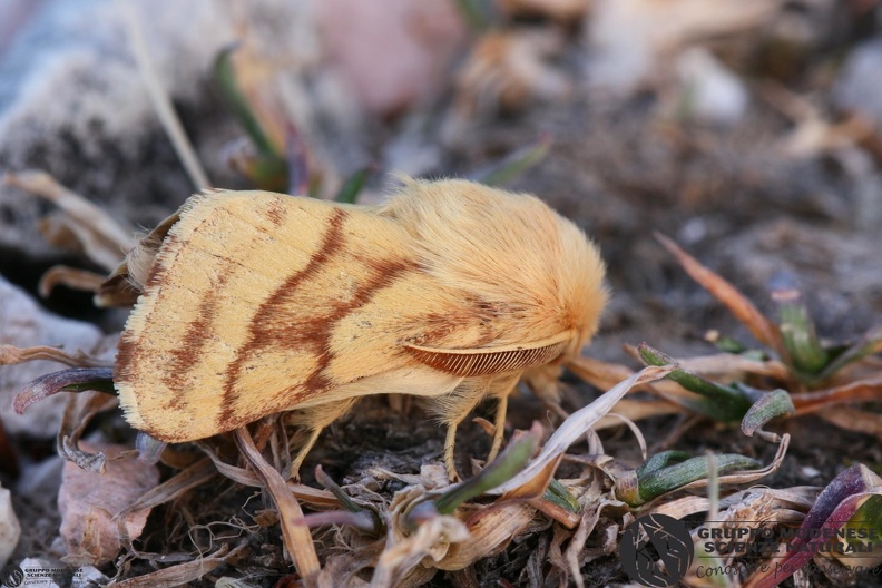 Malacosoma castrensis.JPG