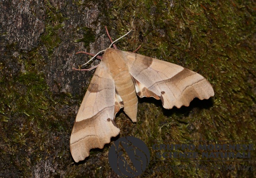 Marumba quercus2