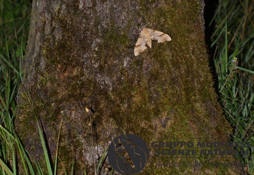 Marumba quercus3