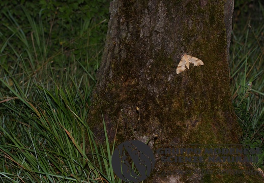 Marumba quercus4