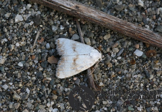 Meganola albula cf