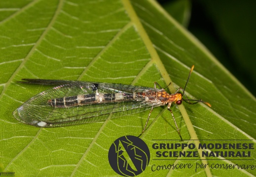 Megistopus flavicornis2