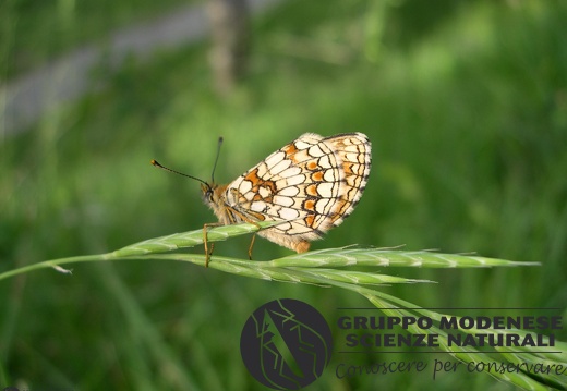 Melitaea athalia