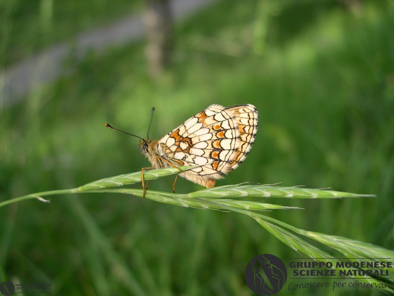 Melitaea athalia.JPG