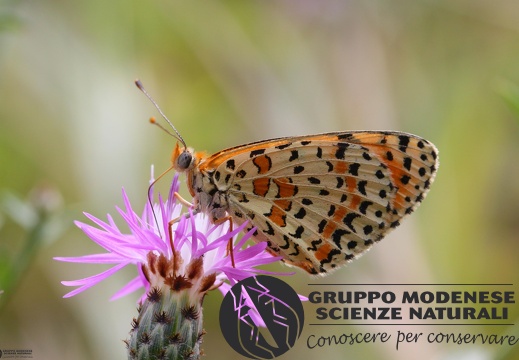 Melitaea didyma3