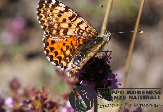 Melitaea dydima female