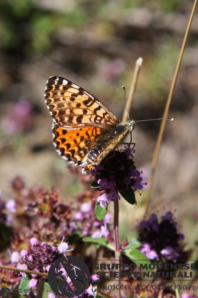 Melitaea dydima female.JPG