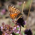 Melitaea dydima female