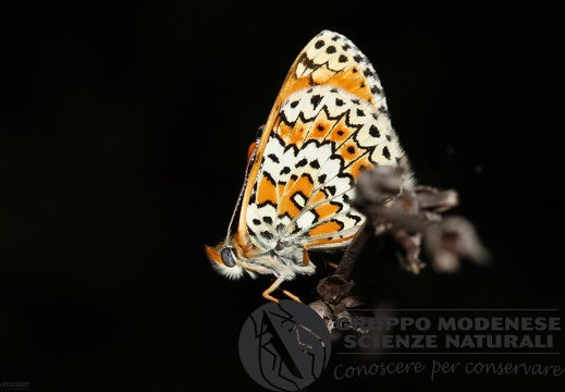 Melitaea dydima