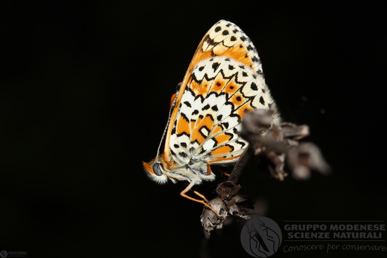 Melitaea dydima - Melitaea dydima.JPG Melitaea dydima.JPG