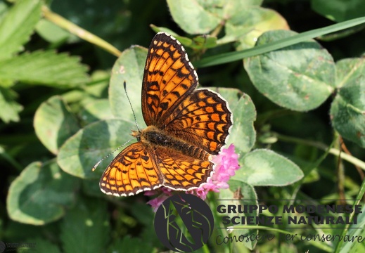 Melitaea phoebe