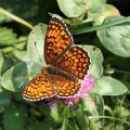 Melitaea phoebe