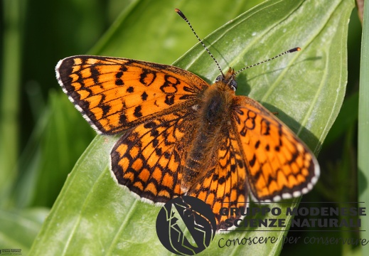 Melitaea phoebe2