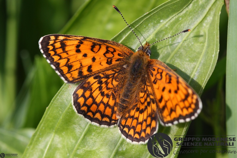 Melitaea phoebe2.JPG