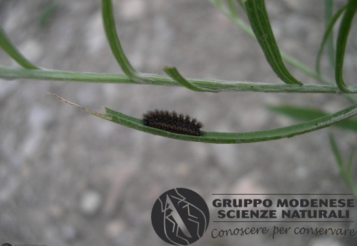 Melitaea sp