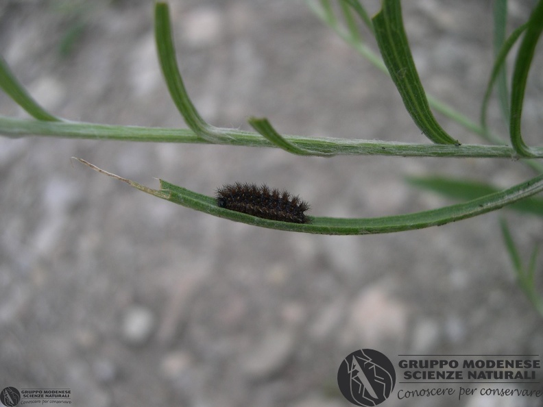 Melitaea sp.JPG