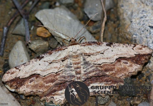 Menophra abruptaria (2)
