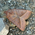 Mesogona acetosellae