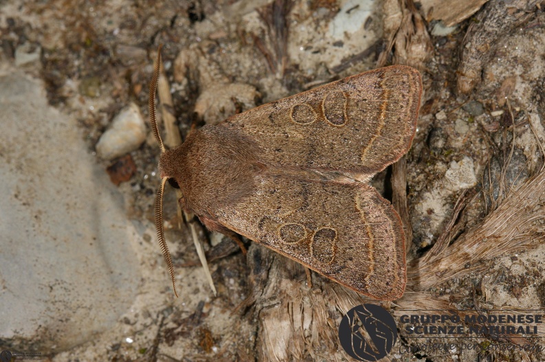 Orthosia cerasi.JPG