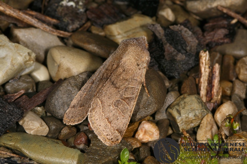 Orthosia cerasi2.JPG