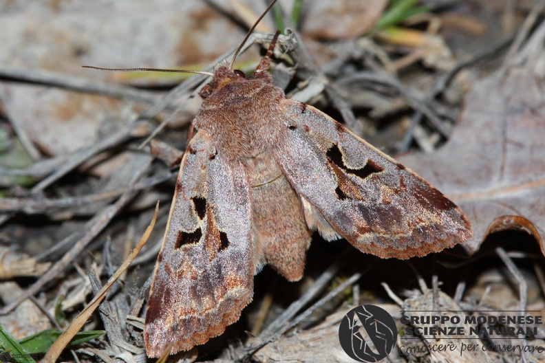 Orthosia gothica.JPG