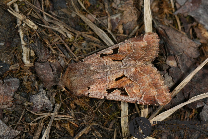 Orthosia gothica2.JPG