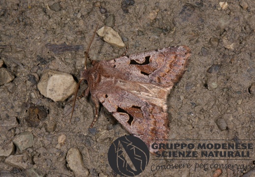 Orthosia gothica4