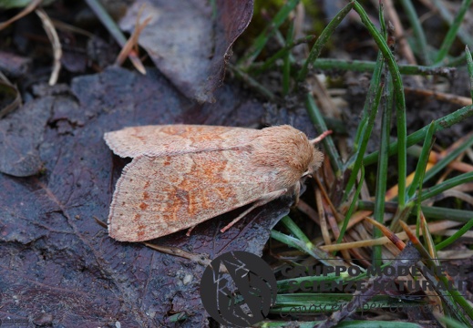 Orthosia miniosa