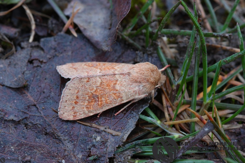 Orthosia miniosa.JPG