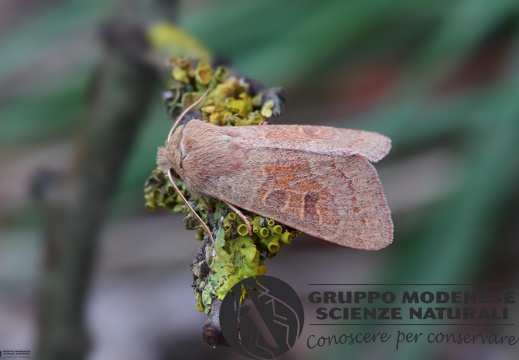 Orthosia miniosa2