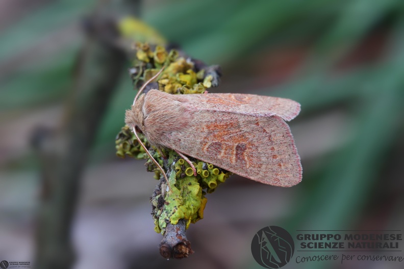 Orthosia miniosa2.JPG