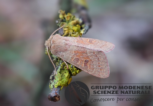 Orthosia miniosa3