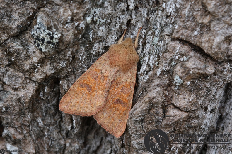 Orthosia miniosa6.JPG