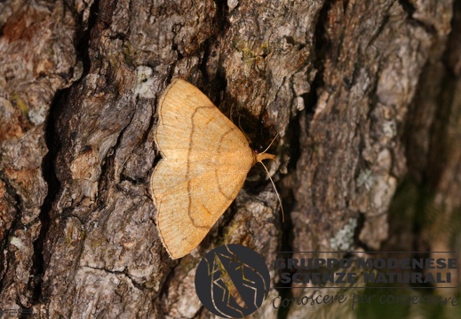 Paracolax tristalis2