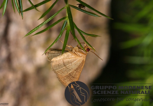 Paracolax tristalis3