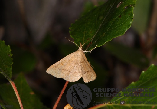 Paracolax tristalis5