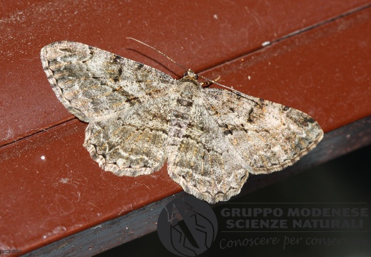 Peribatodes rhomboidaria