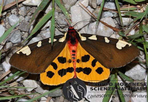 Pericallia matronula