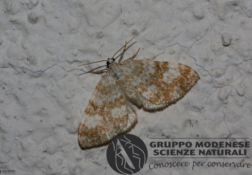 Perizoma flavofasciata