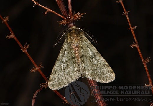 Phigalia pilosaria (2)