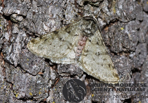 Phigalia pilosaria