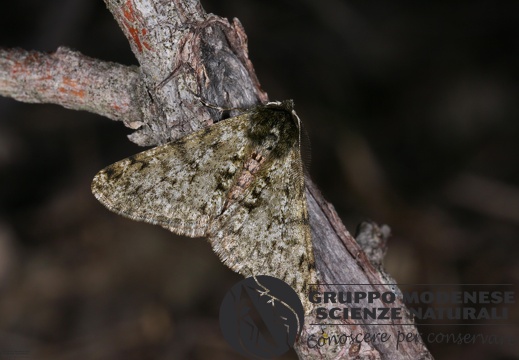 Phigalia pilosaria2