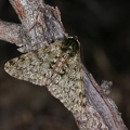 Phigalia pilosaria2