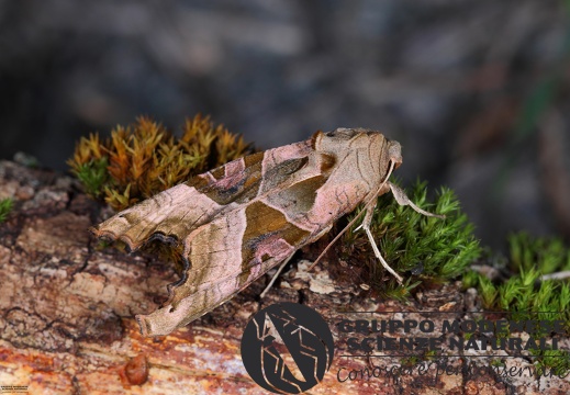 Phlogophora meticulosa (2)