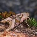 Phlogophora meticulosa (2)