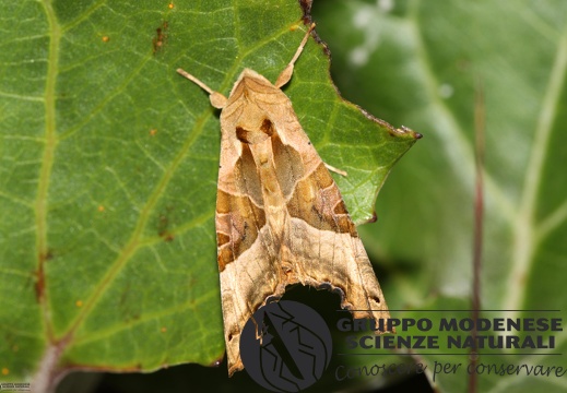 Phlogophora meticulosa